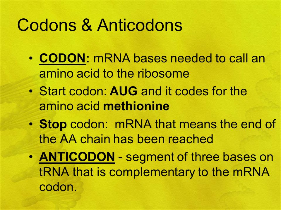 Codons & Anticodons CODON: mRNA bases needed to call an amino acid to the ribosome. Start codon: AUG and it codes for the amino acid methionine.