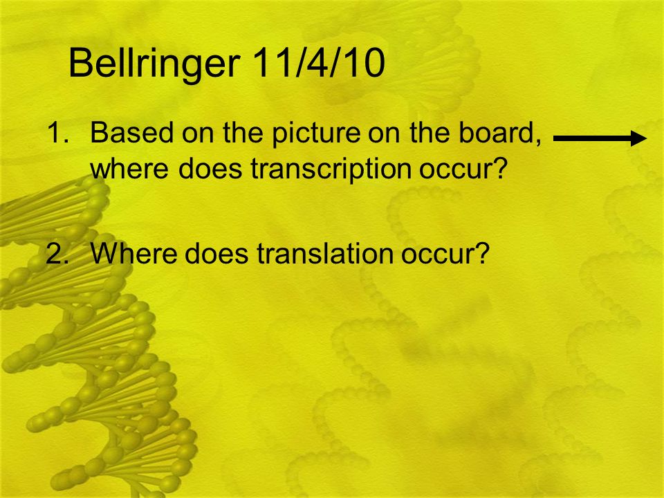 Bellringer 11/4/10 Based on the picture on the board, where does transcription occur.