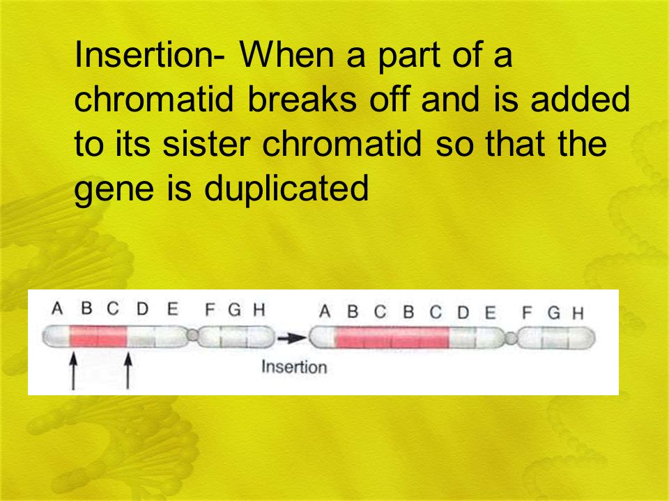 Insertion- When a part of a chromatid breaks off and is added to its sister chromatid so that the gene is duplicated