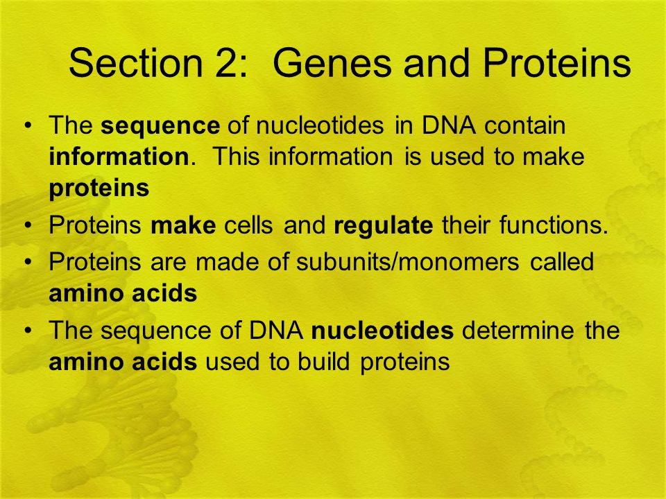 Section 2: Genes and Proteins