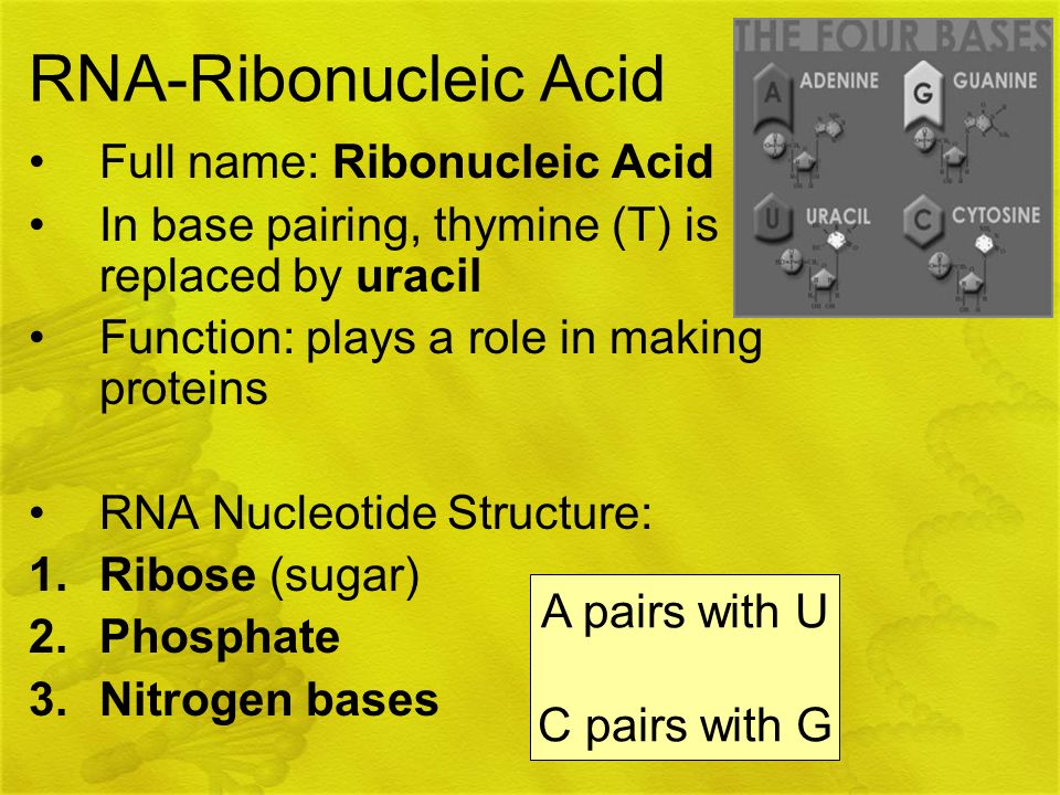 RNA-Ribonucleic Acid Full name: Ribonucleic Acid