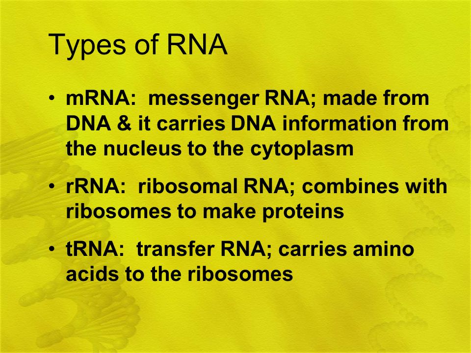 Types of RNA mRNA: messenger RNA; made from DNA & it carries DNA information from the nucleus to the cytoplasm.