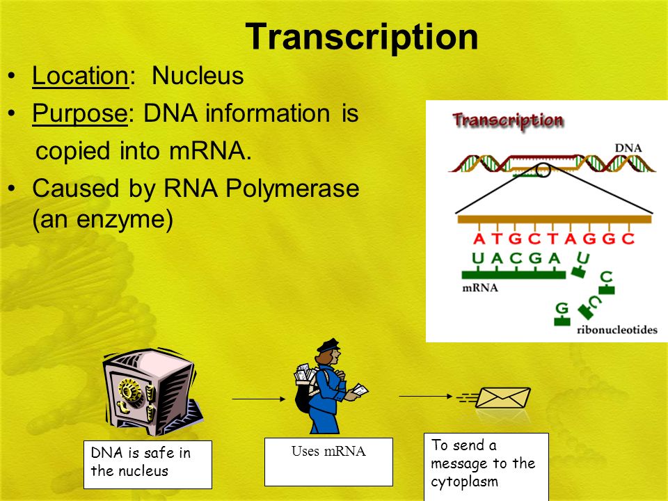 Transcription Location: Nucleus Purpose: DNA information is