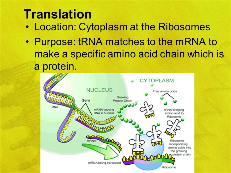 Translation Location: Cytoplasm at the Ribosomes