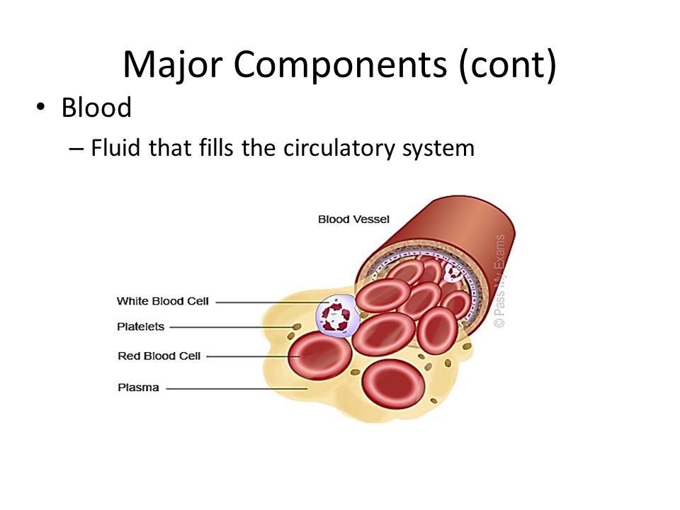 Major Components (cont)