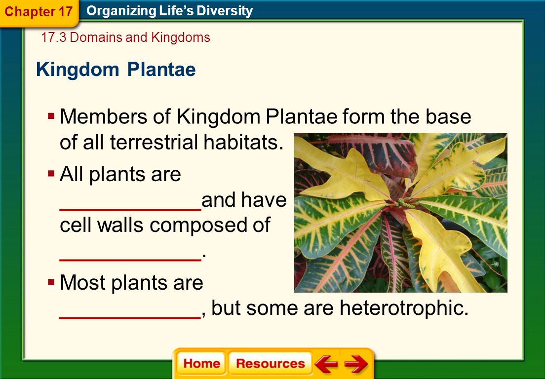 Members of Kingdom Plantae form the base of all terrestrial habitats.