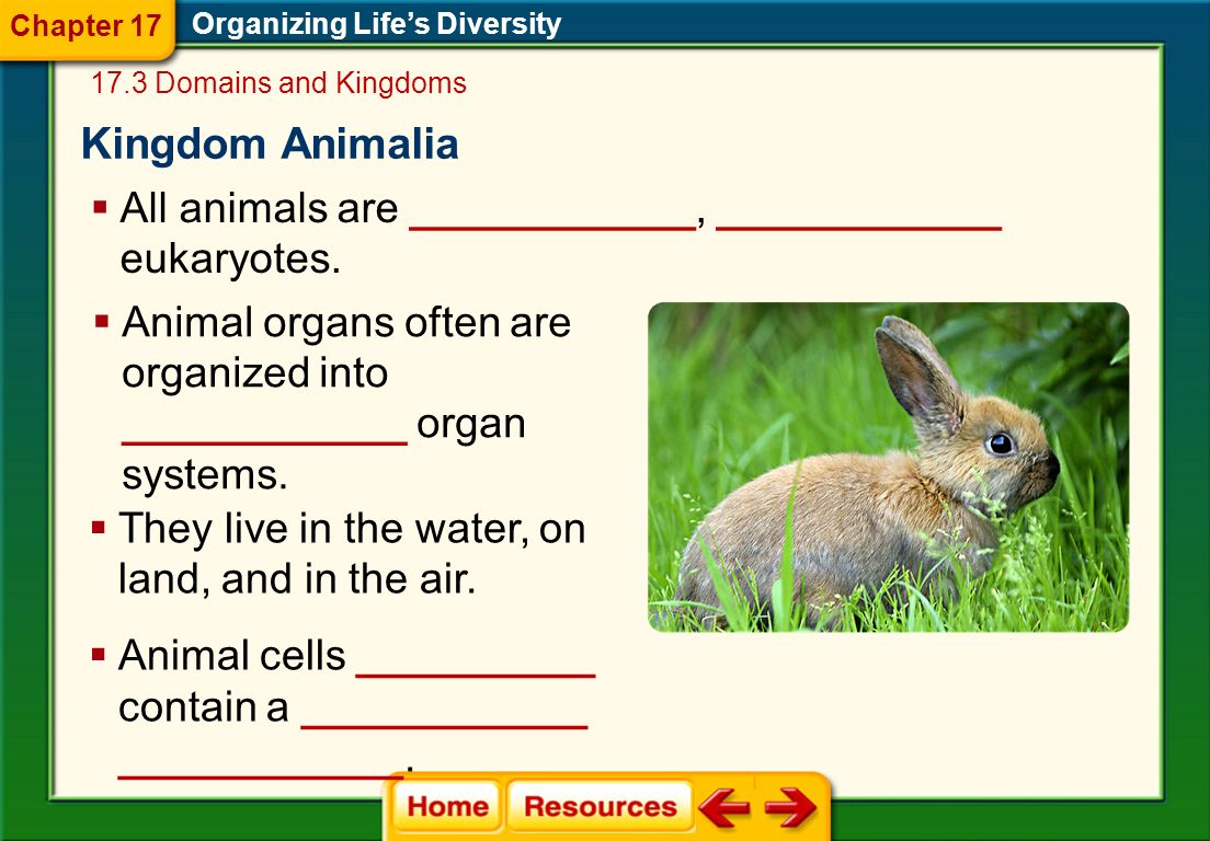 Chapter 17 Organizing Life’s Diversity Domains and Kingdoms. Kingdom Animalia. All animals are ____________, ____________ eukaryotes.