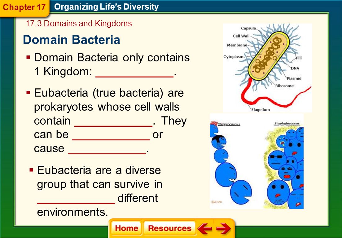 Domain Bacteria Domain Bacteria only contains 1 Kingdom: ____________.