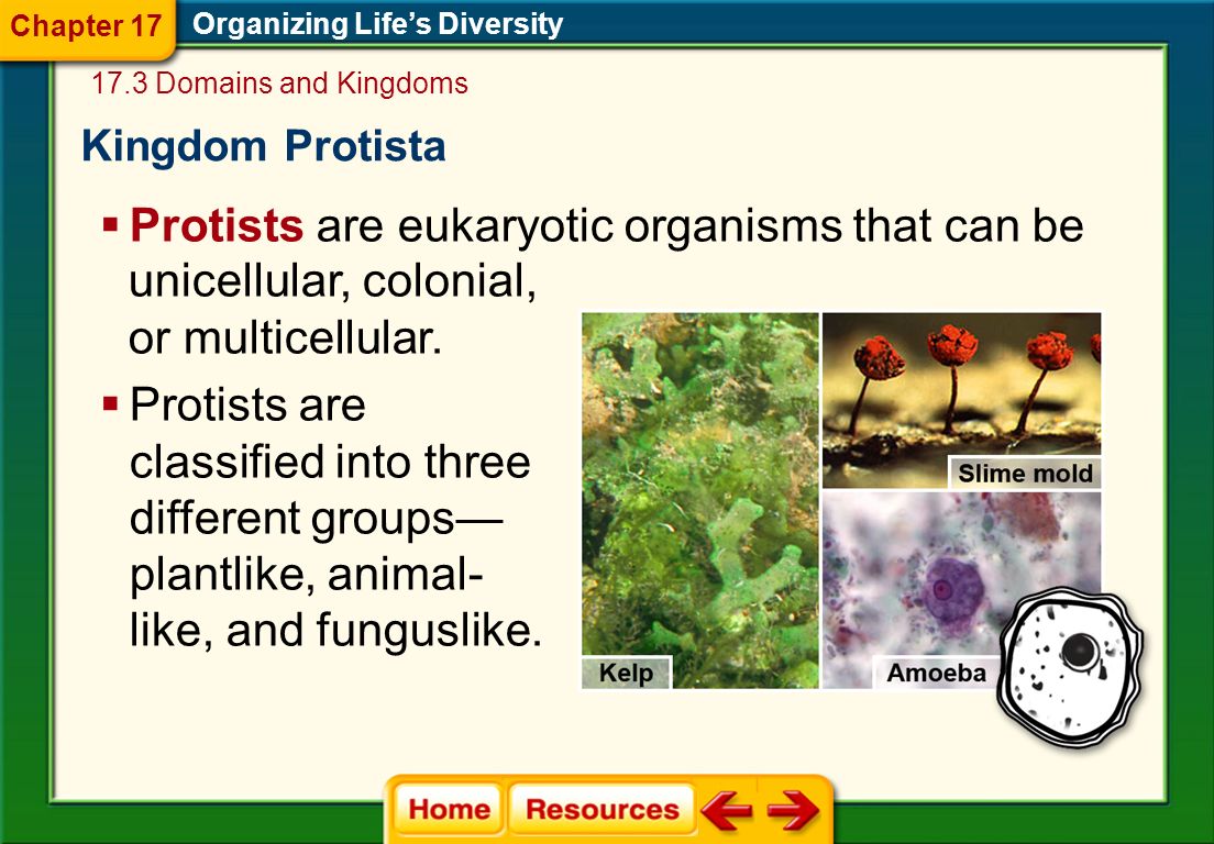 Protists are eukaryotic organisms that can be unicellular, colonial,