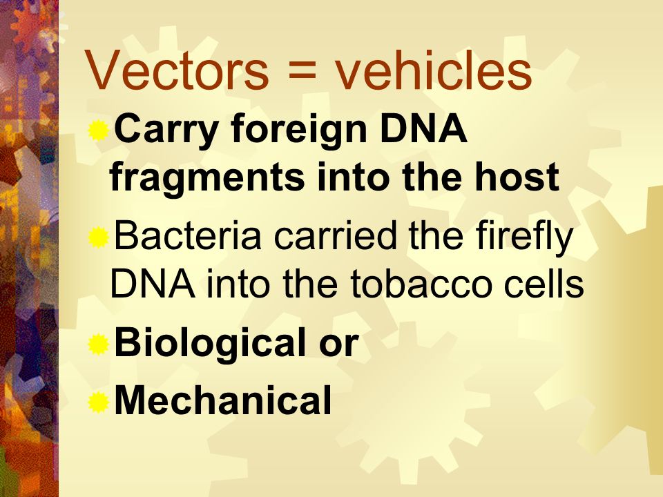 Vectors = vehicles Carry foreign DNA fragments into the host