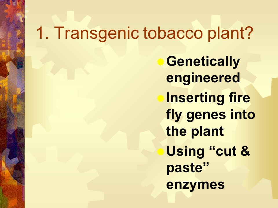 1. Transgenic tobacco plant