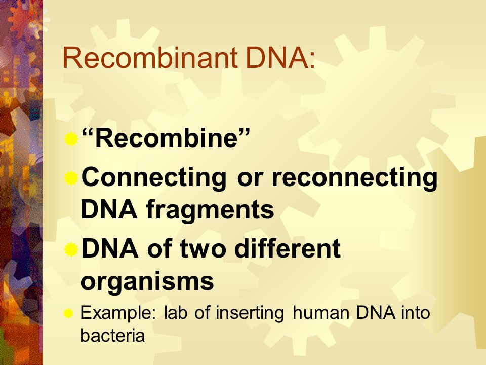 Recombinant DNA: Recombine Connecting or reconnecting DNA fragments