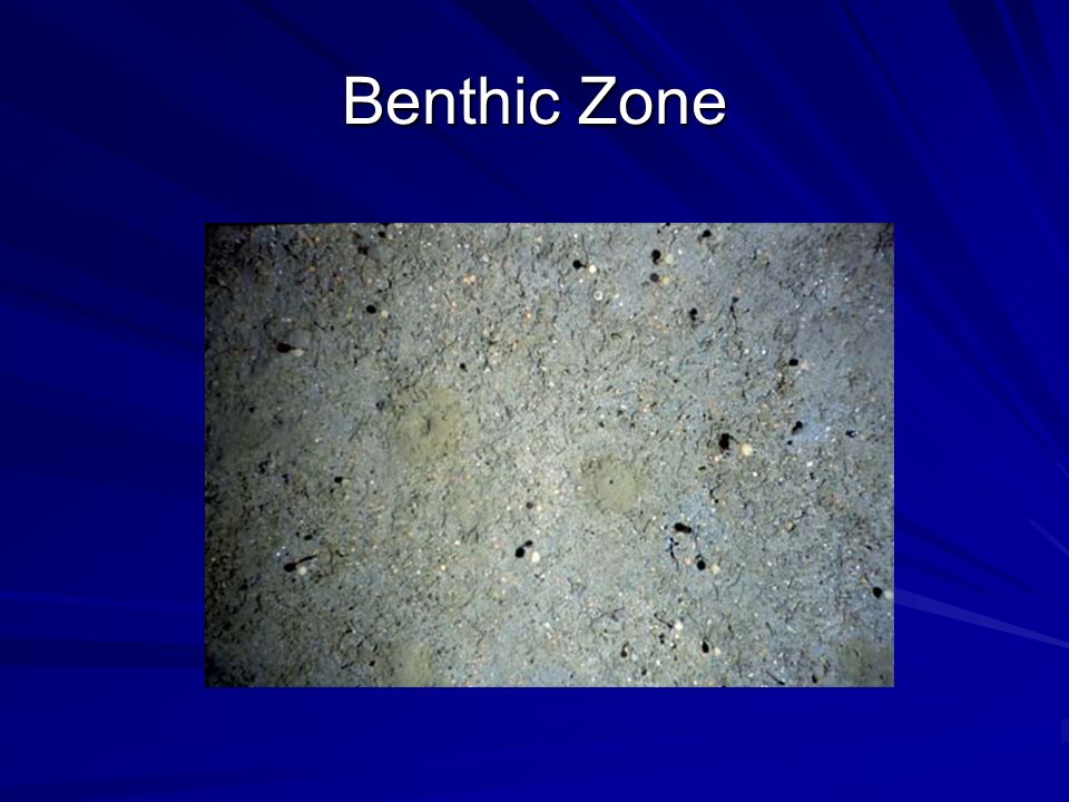 Benthic Zone