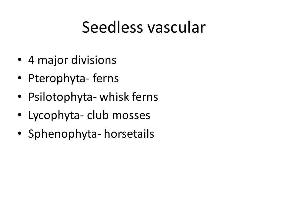 Seedless vascular 4 major divisions Pterophyta- ferns