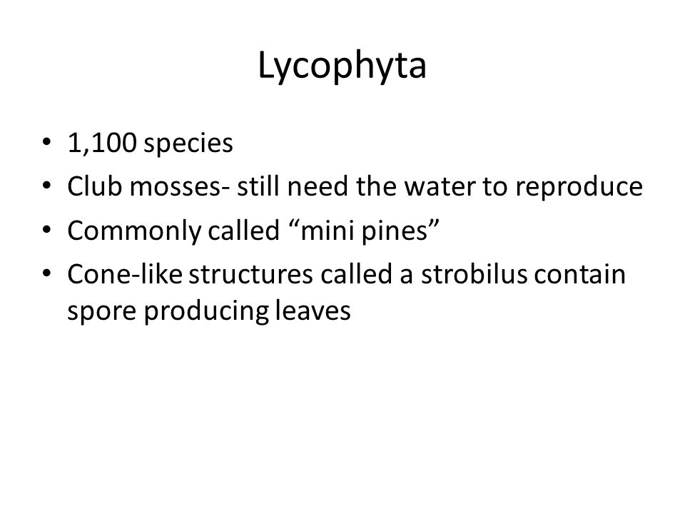 Lycophyta 1,100 species Club mosses- still need the water to reproduce