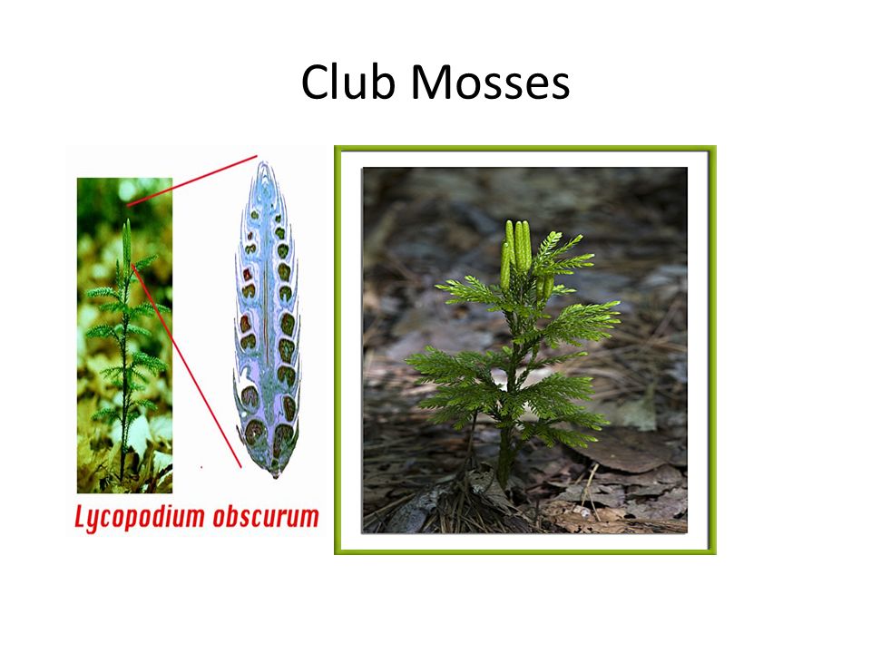 Club Mosses