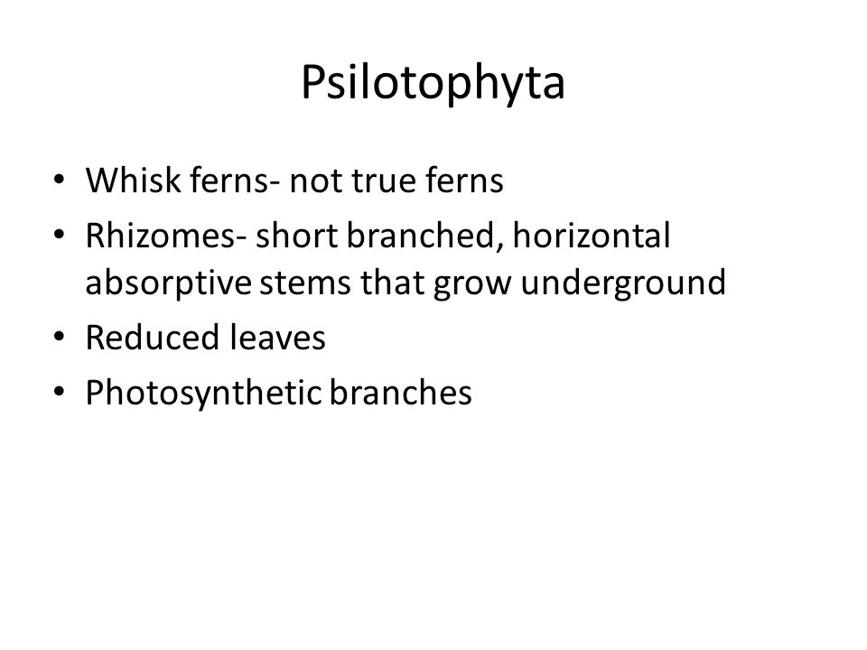 Psilotophyta Whisk ferns- not true ferns