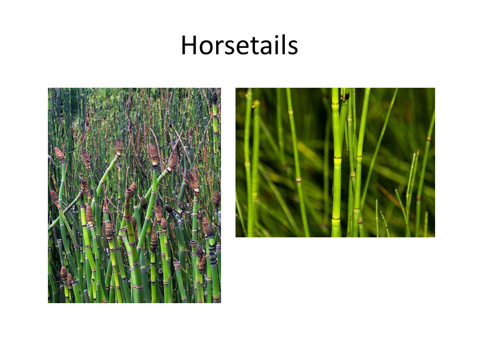 Horsetails