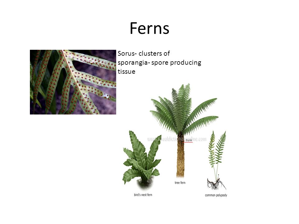 Ferns Sorus- clusters of sporangia- spore producing tissue