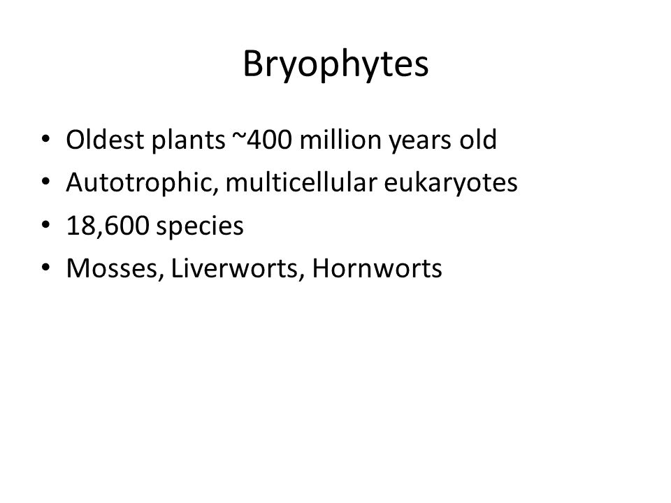Bryophytes Oldest plants ~400 million years old