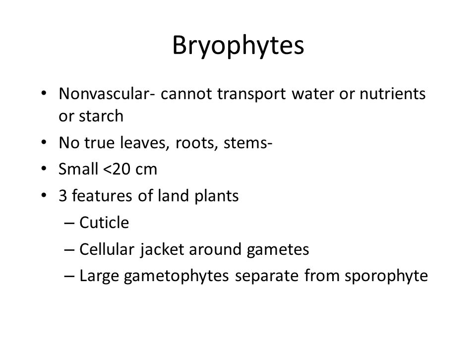 Bryophytes Nonvascular- cannot transport water or nutrients or starch