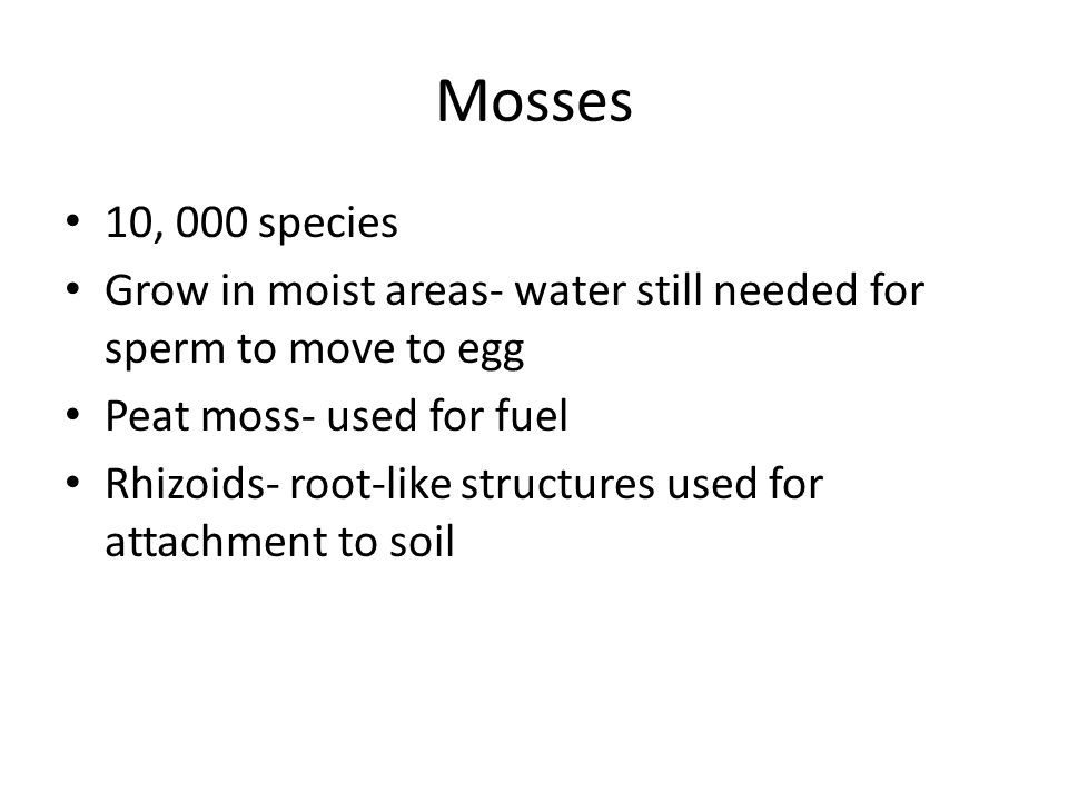 Mosses 10, 000 species. Grow in moist areas- water still needed for sperm to move to egg. Peat moss- used for fuel.