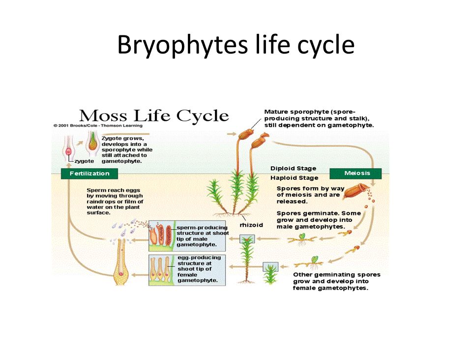 Bryophytes life cycle