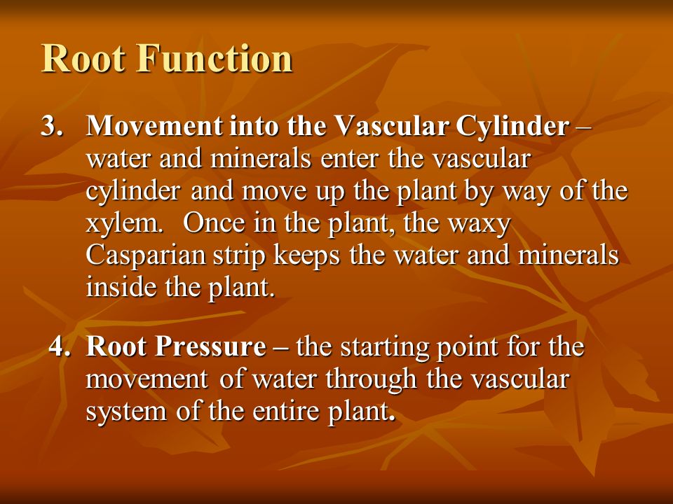 Root Function