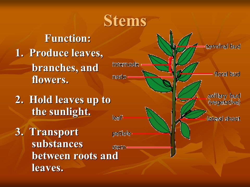 Stems Function: 1. Produce leaves, branches, and flowers.