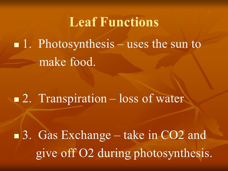 Leaf Functions 1. Photosynthesis – uses the sun to make food.