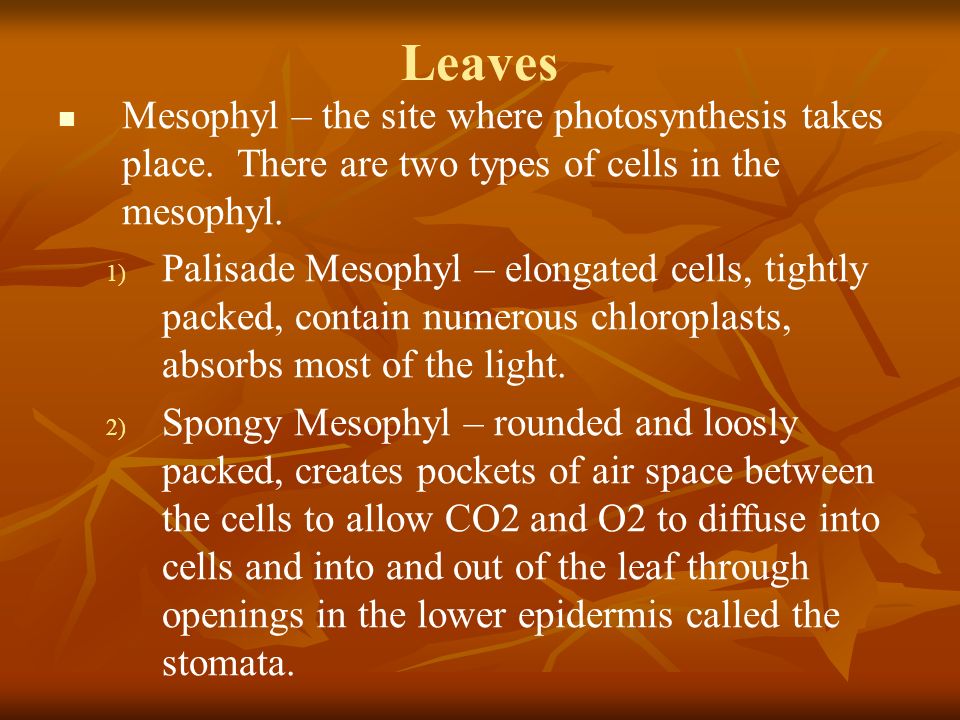 Leaves Mesophyl – the site where photosynthesis takes place. There are two types of cells in the mesophyl.