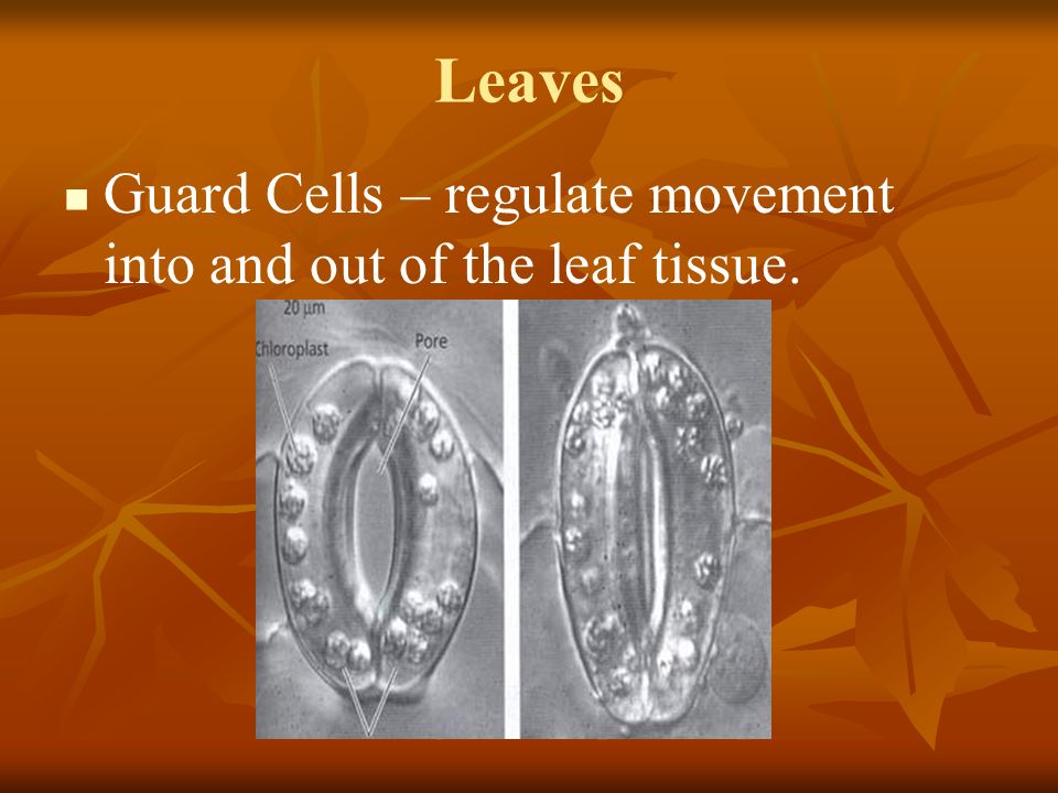 Leaves Guard Cells – regulate movement into and out of the leaf tissue.