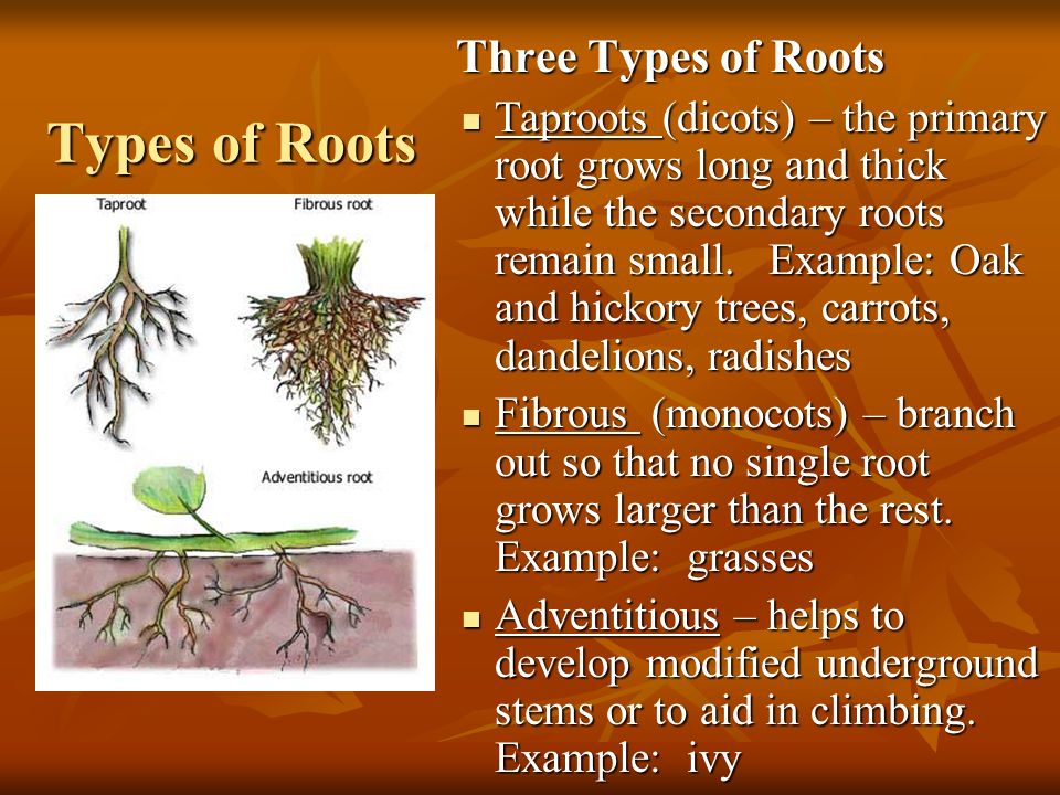 Types of Roots Three Types of Roots