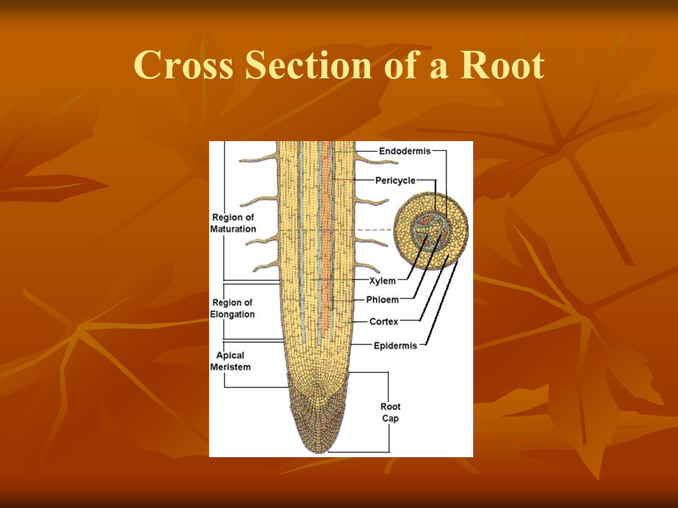 Cross Section of a Root