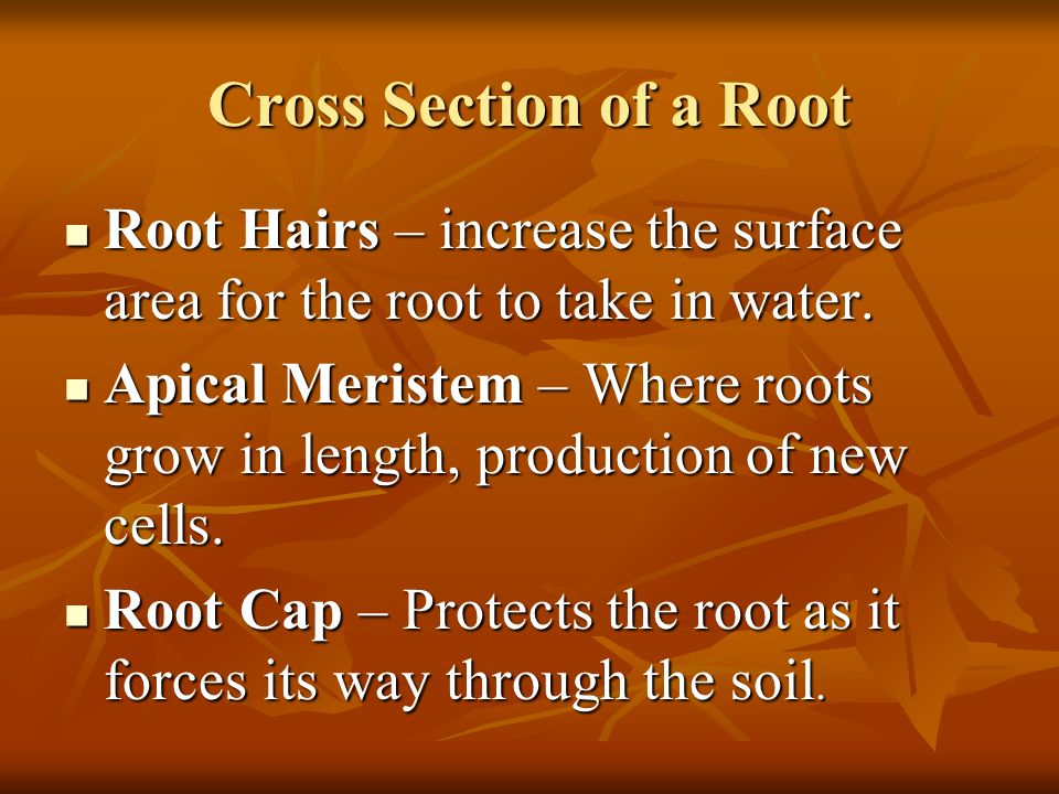 Cross Section of a Root Root Hairs – increase the surface area for the root to take in water.