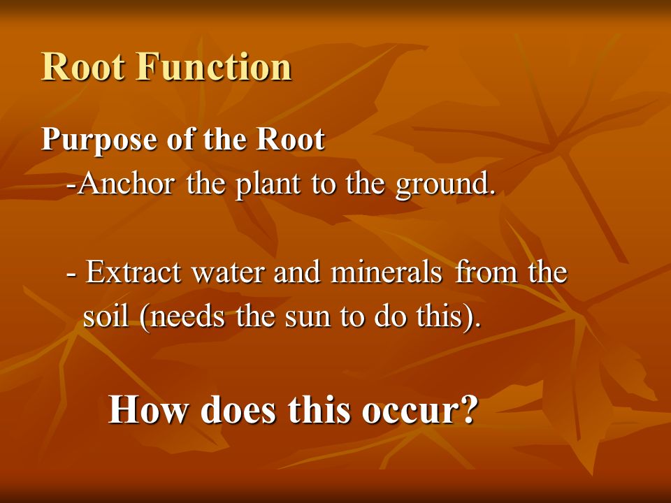 Root Function Purpose of the Root -Anchor the plant to the ground.