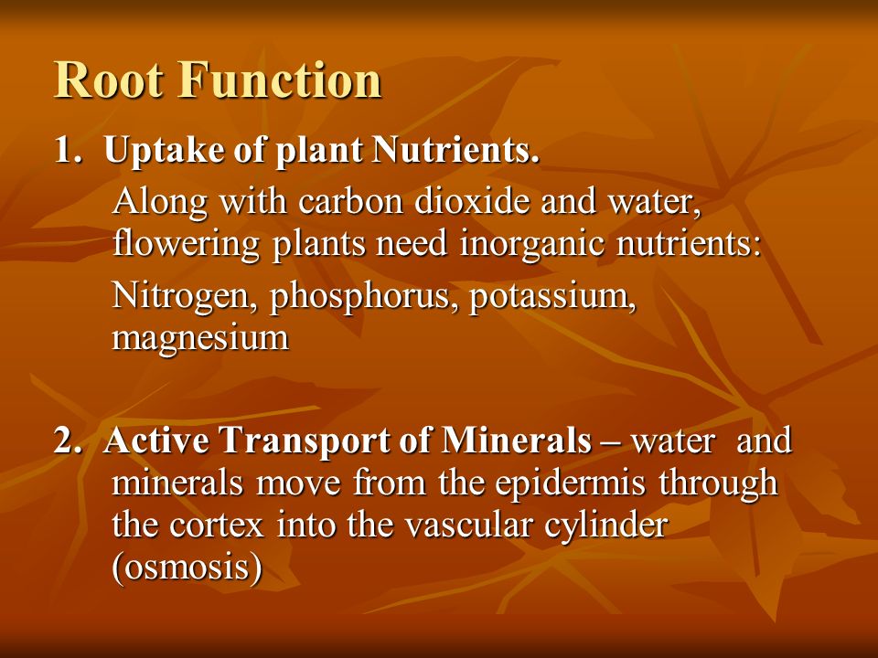 Root Function 1. Uptake of plant Nutrients.