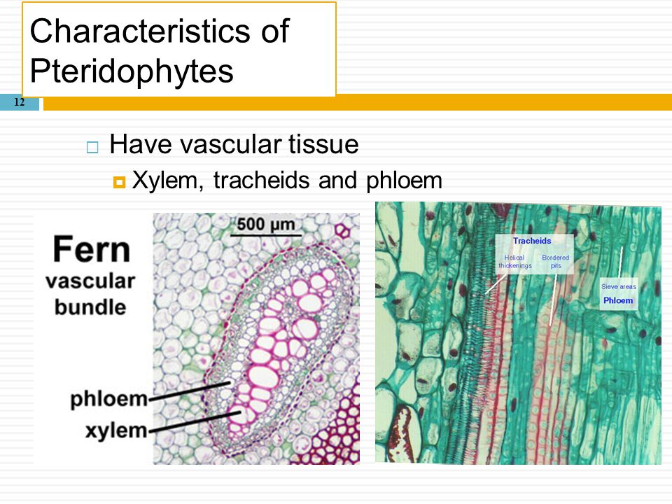 Characteristics of Pteridophytes