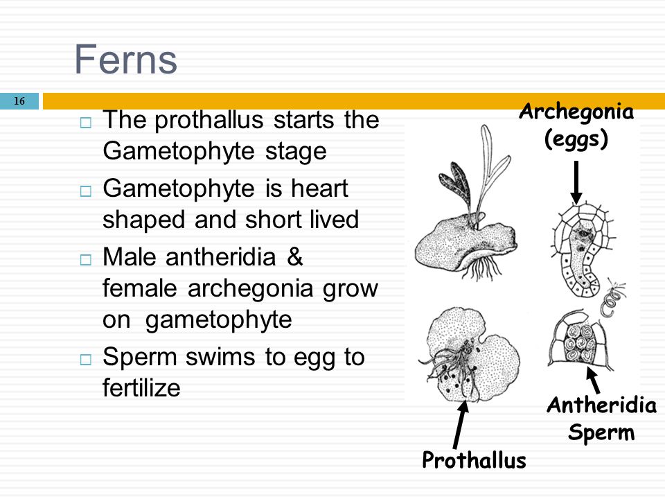 Ferns The prothallus starts the Gametophyte stage
