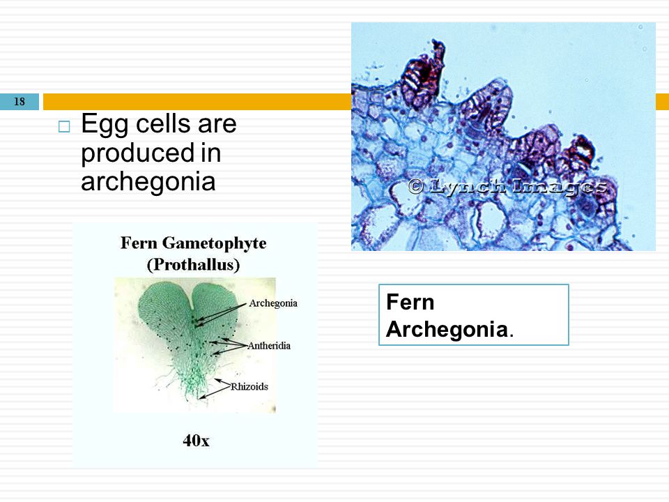 Egg cells are produced in archegonia