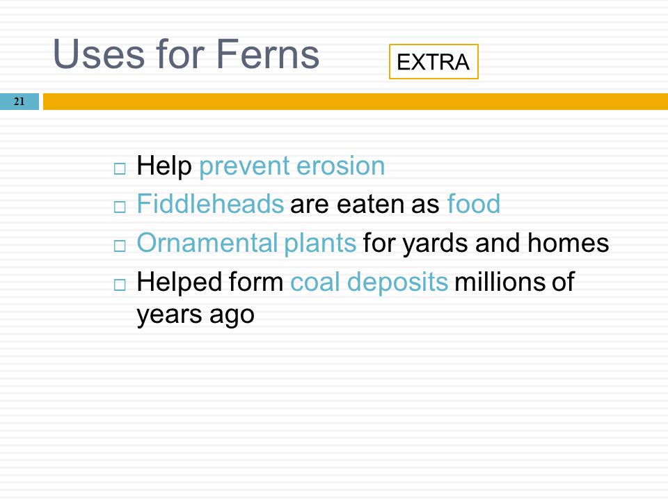Uses for Ferns Help prevent erosion Fiddleheads are eaten as food
