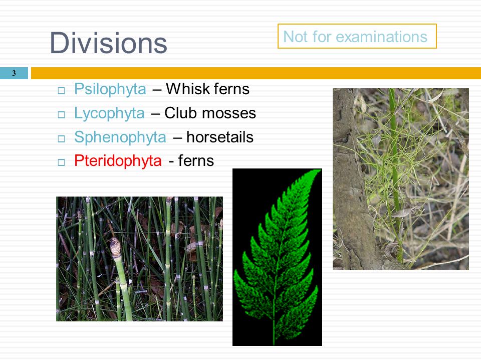 Divisions Not for examinations Psilophyta – Whisk ferns