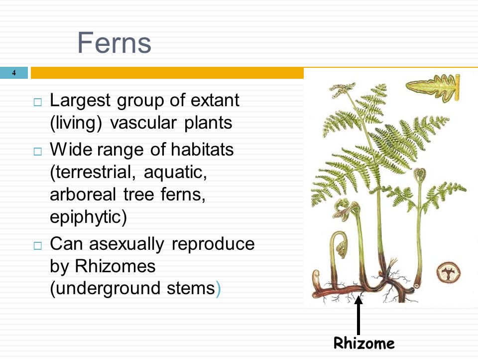 Ferns Largest group of extant (living) vascular plants