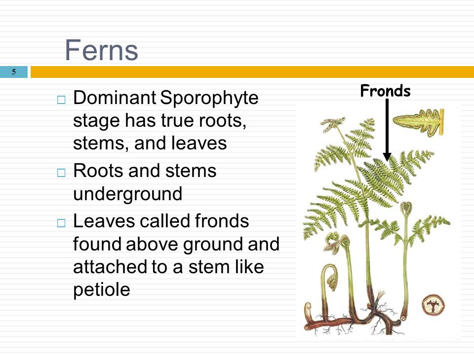 Ferns Dominant Sporophyte stage has true roots, stems, and leaves