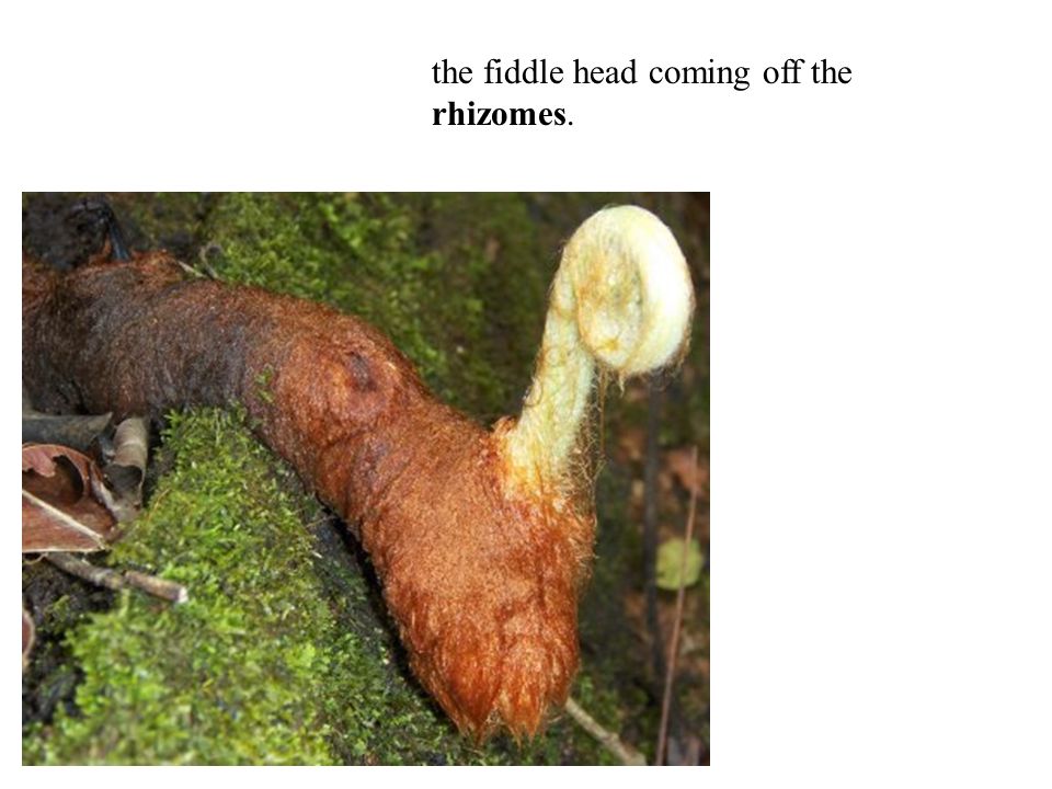 the fiddle head coming off the rhizomes.