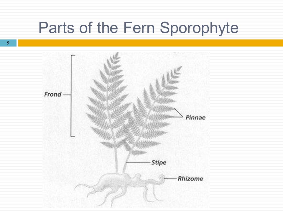 Parts of the Fern Sporophyte