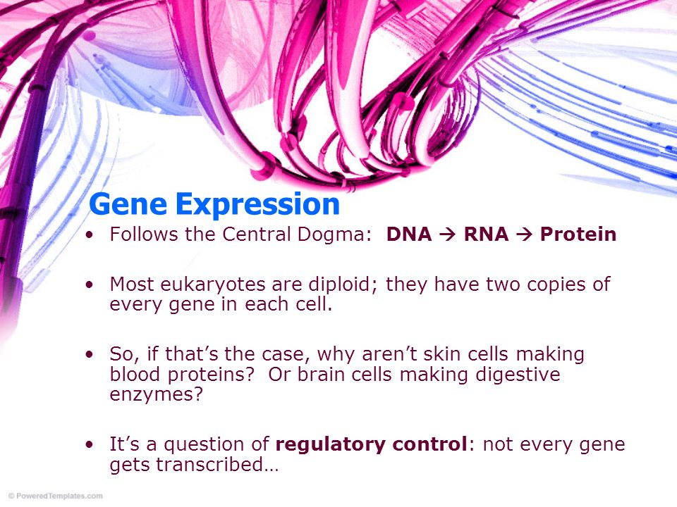 Gene Expression Follows the Central Dogma: DNA  RNA  Protein