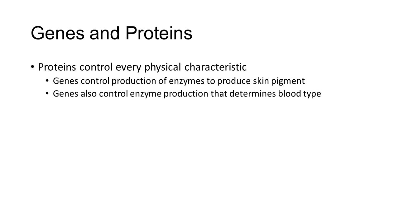 Genes and Proteins Proteins control every physical characteristic
