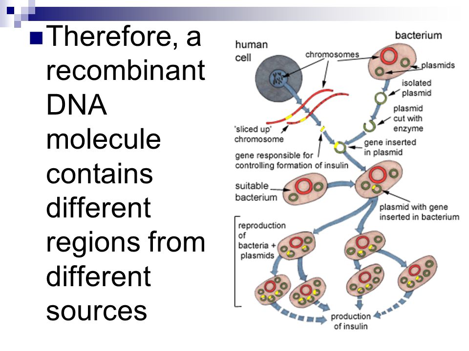 Therefore, a recombinant DNA molecule contains different regions from different sources