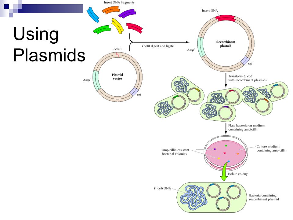 Using Plasmids